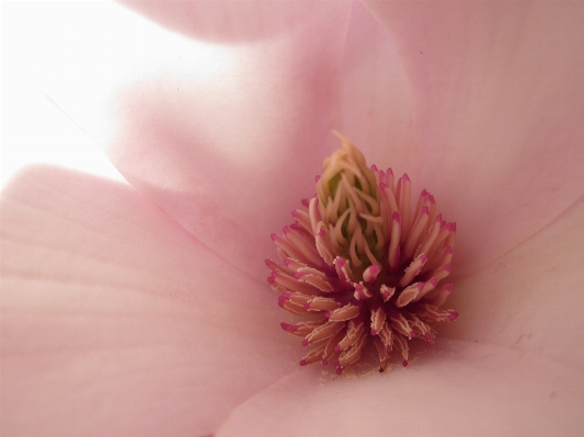 Hand nature blossom plant Photo