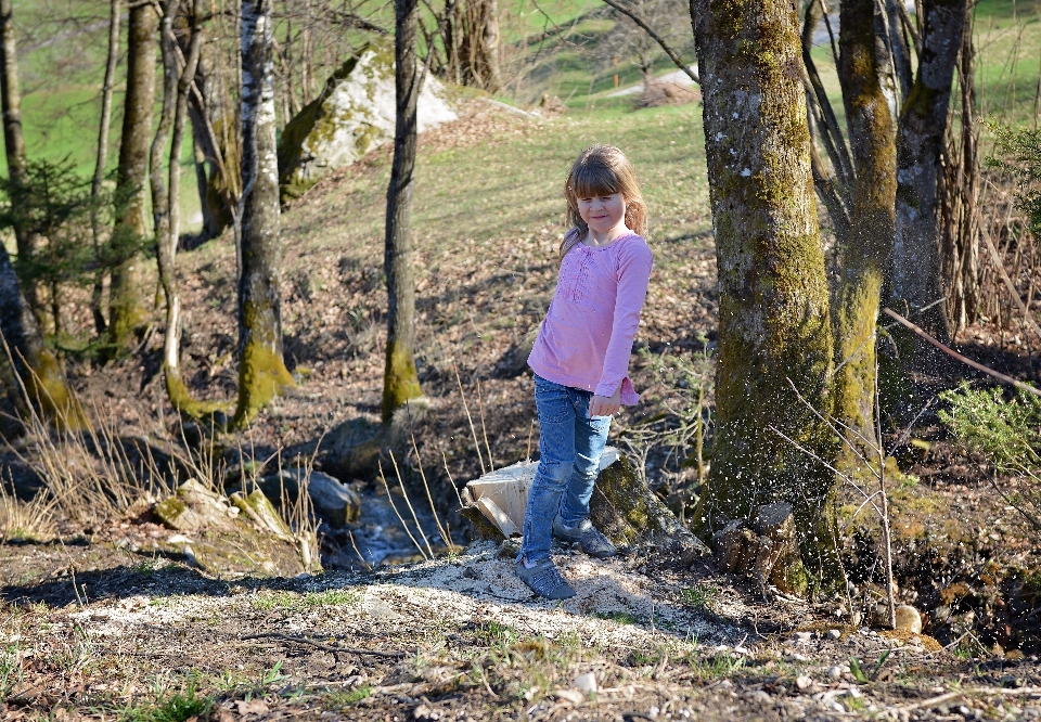 árvore natureza floresta região selvagem
