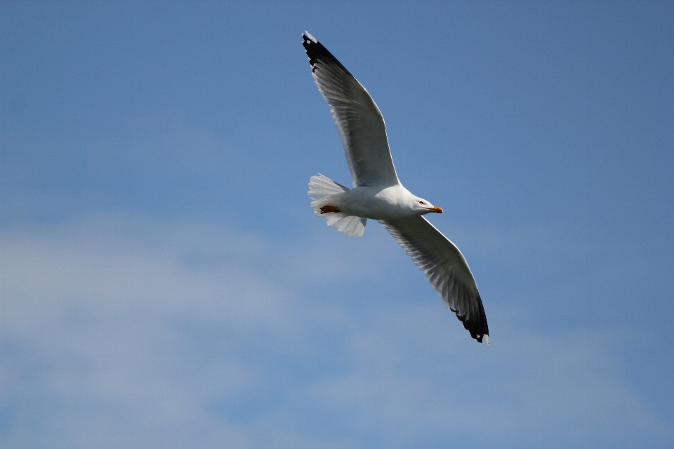 Pájaro ala cielo ave marina
