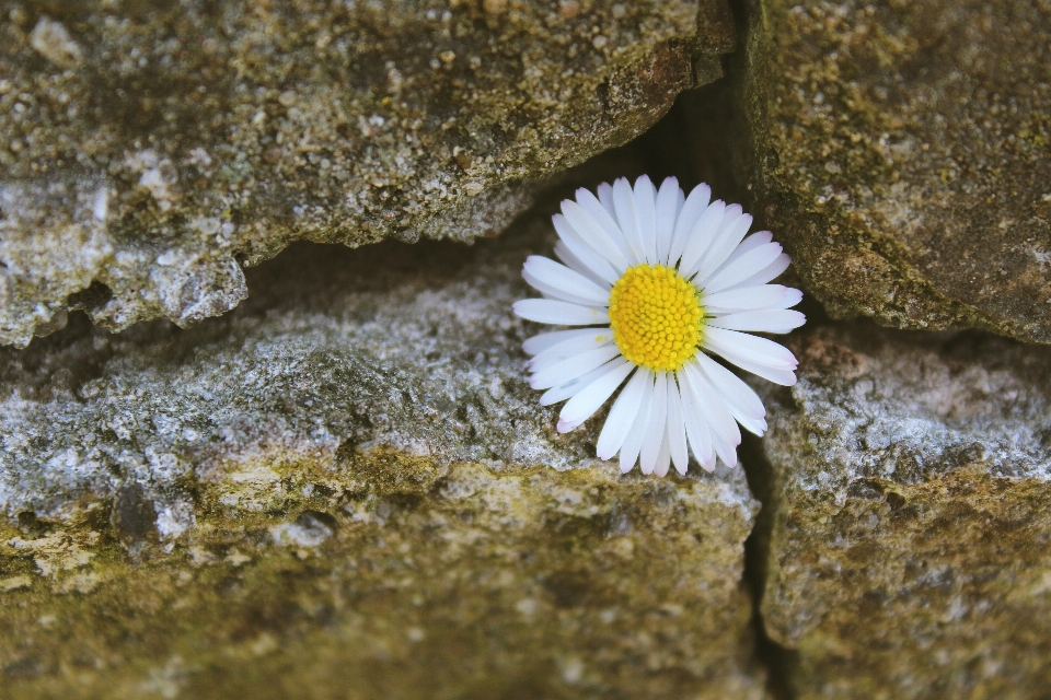 Naturaleza florecer planta blanco