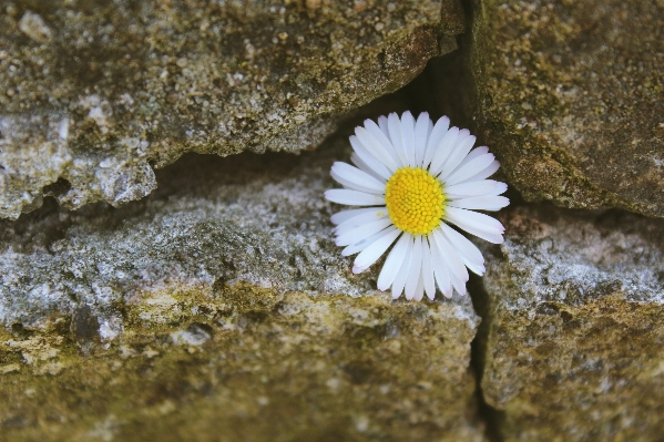 Nature blossom plant white Photo