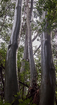 Tree nature forest branch Photo