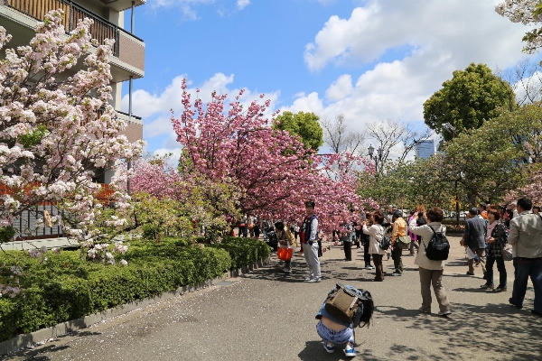 Tree blossom person people Photo