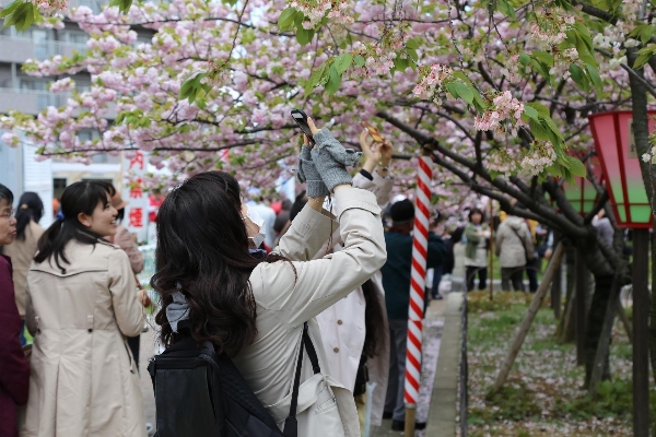 人 人々 女の子 花 写真