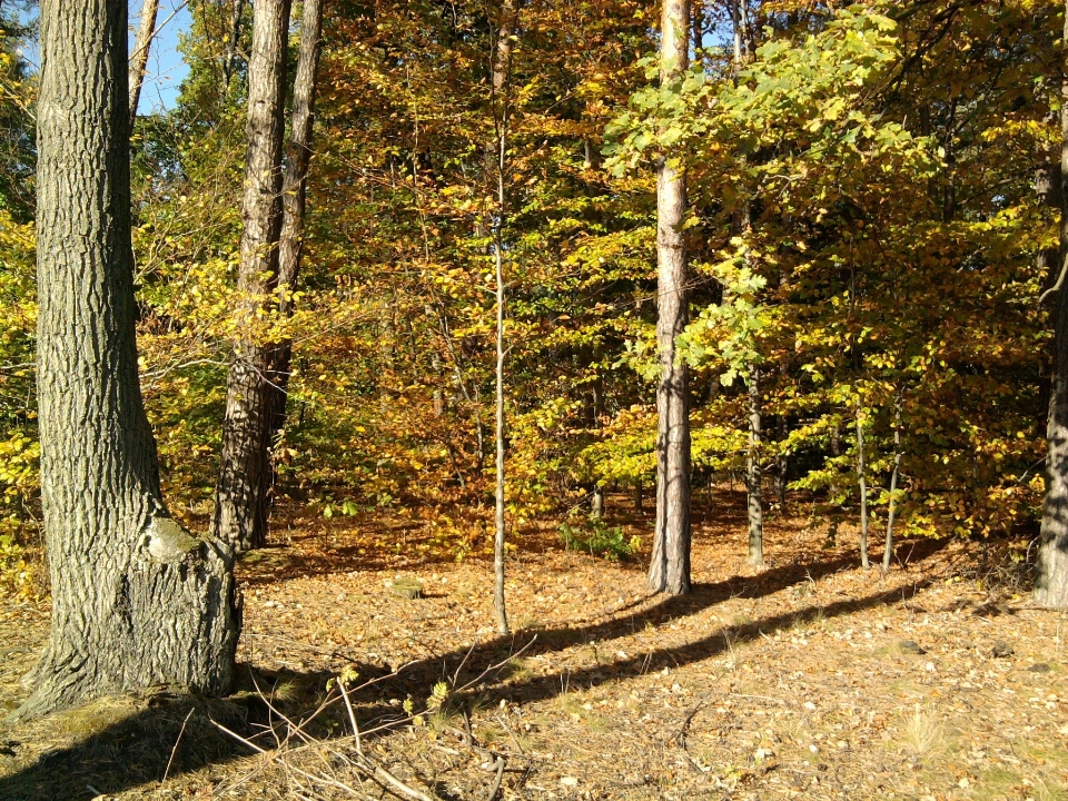 Landscape tree nature forest