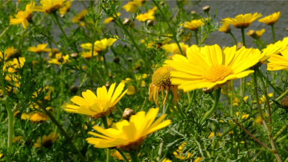 Planta campo prado
 pradera
