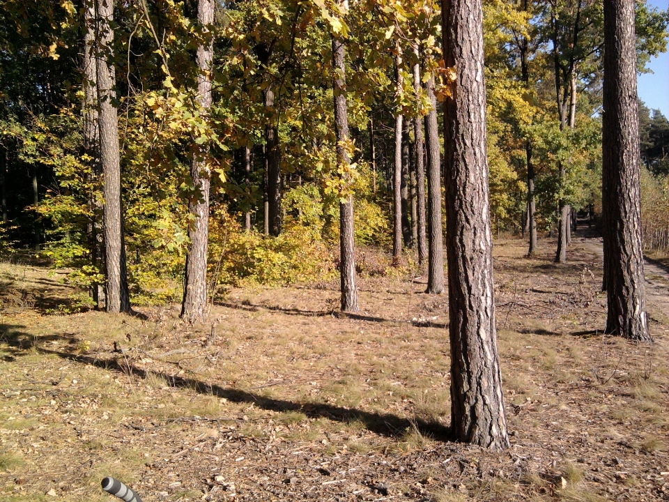 Landscape tree nature forest