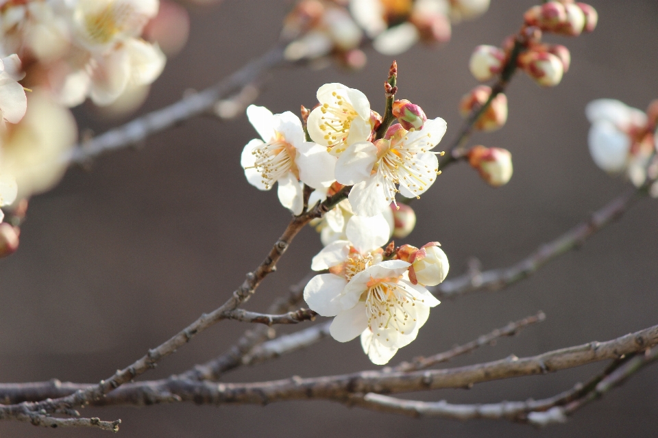 ブランチ 花 植物 フルーツ