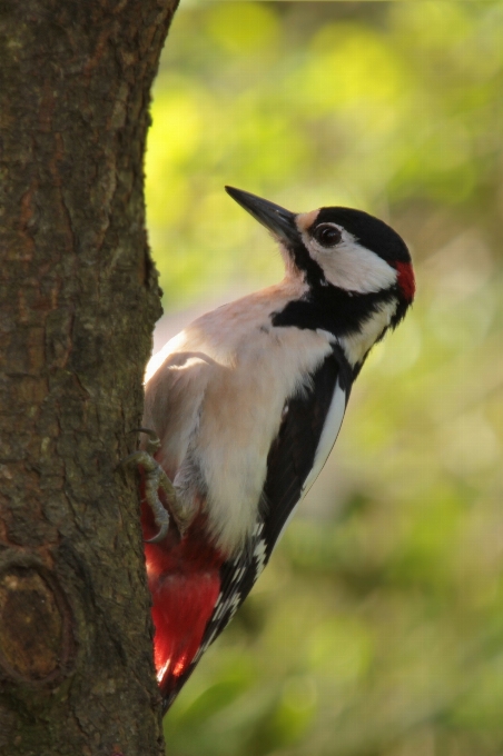 Nature bird wildlife log