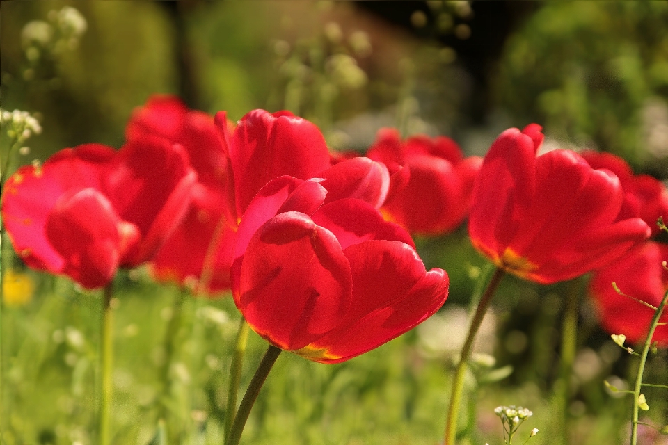 Planta sol campo flor