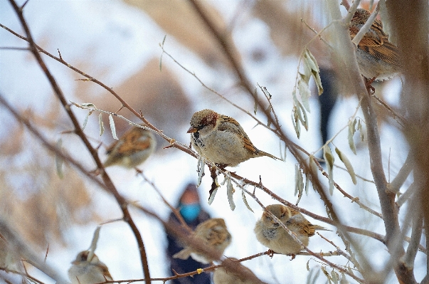 Nature branch bird flower Photo