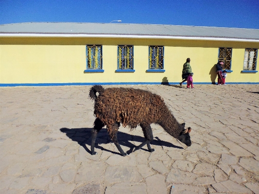 Sand desert city animal Photo