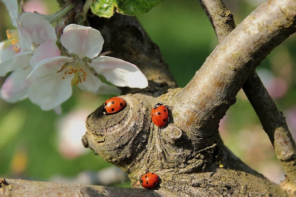 Tree nature branch bird Photo