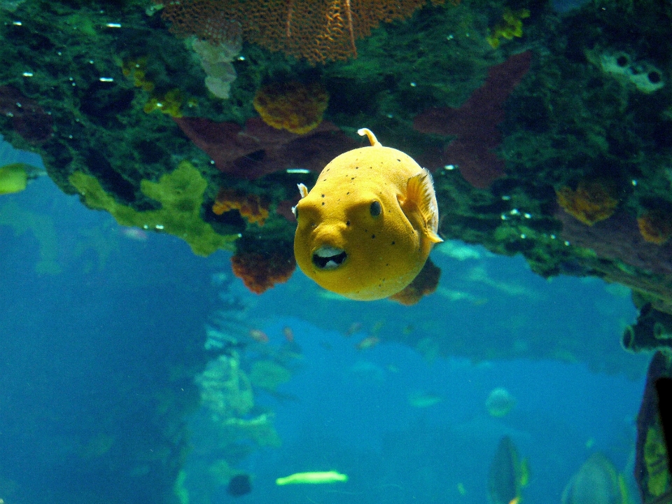 Eau animal plongée sous-marin