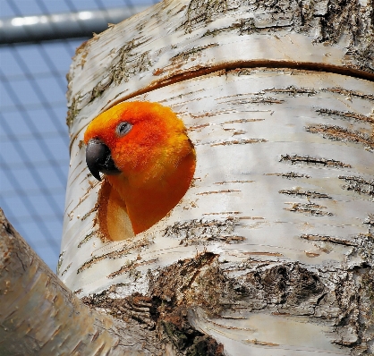 Branch bird animal wildlife Photo