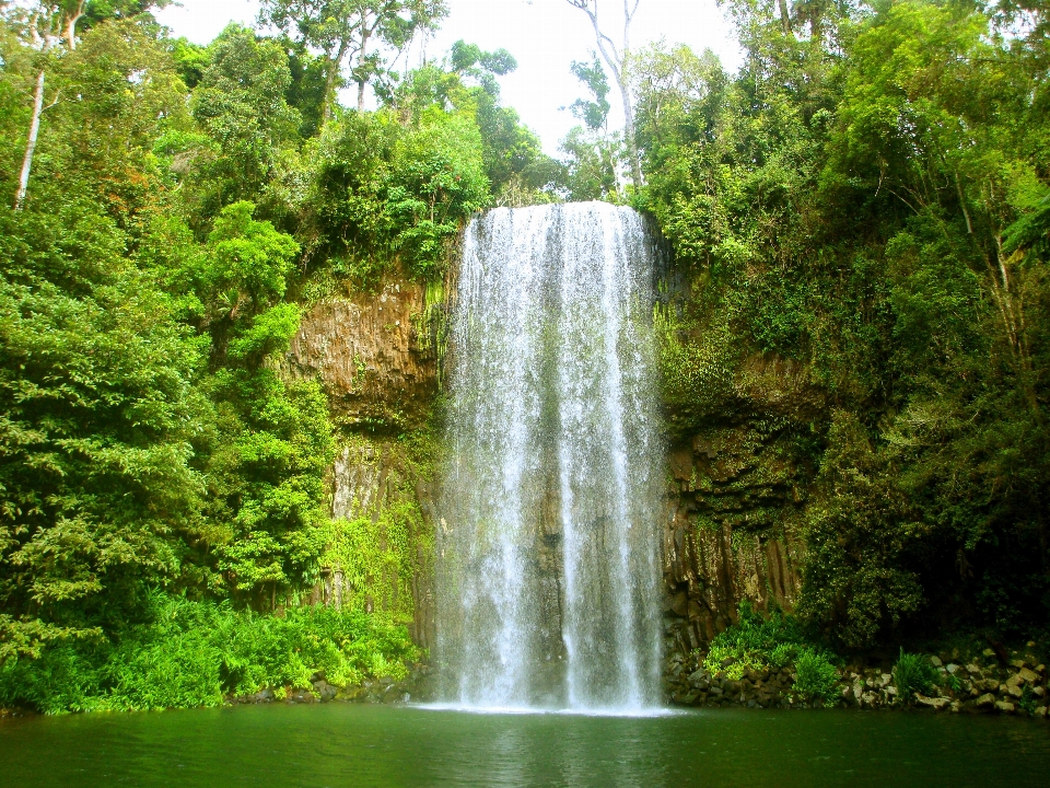 風景 水 自然 森