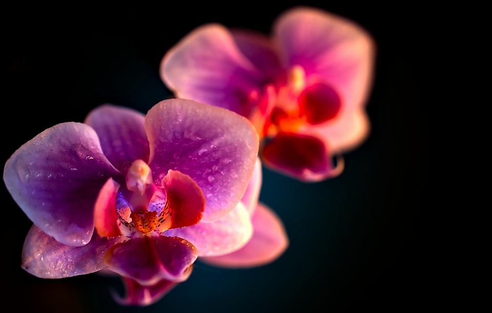 Blossom plant photography flower