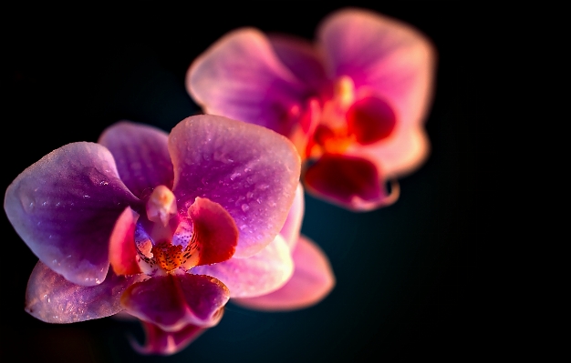 花 植物 写真撮影 紫 写真