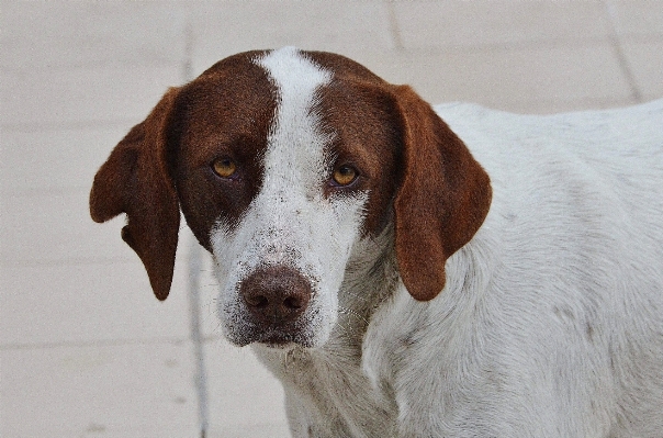 白 子犬 犬 動物 写真