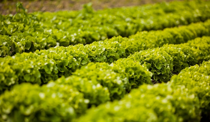 Foto Campo hoja alimento ensalada