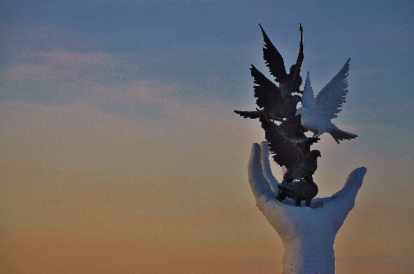 Foto Tangan burung sayap langit