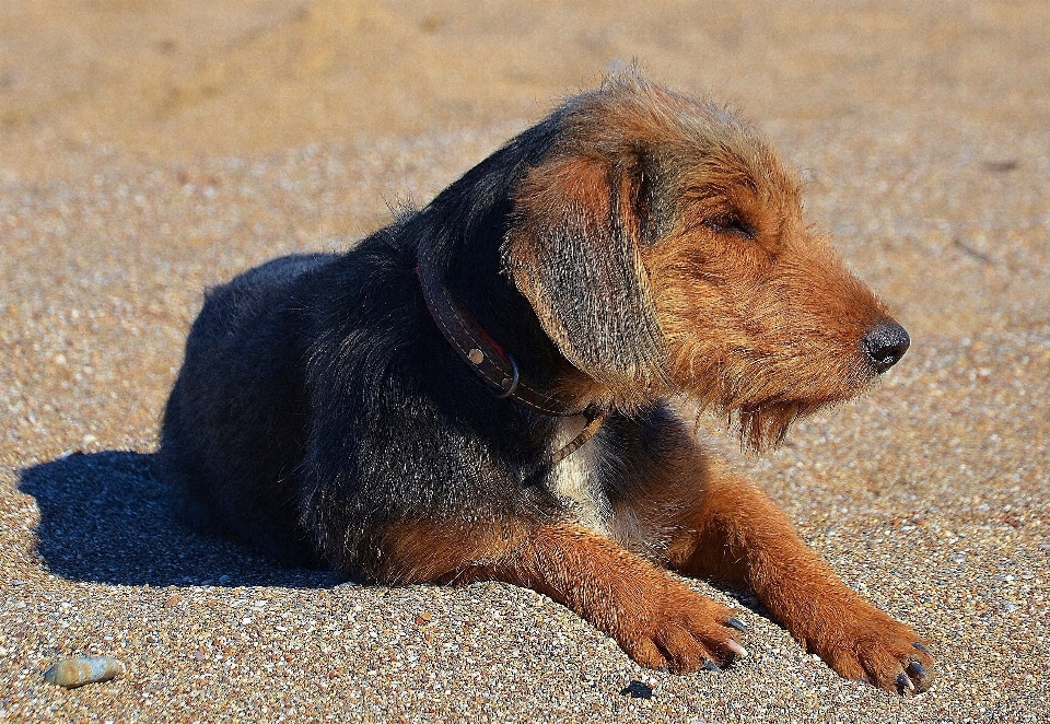 Cucciolo cane animale carino