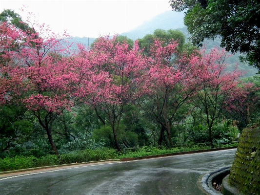 Landscape tree blossom plant Photo