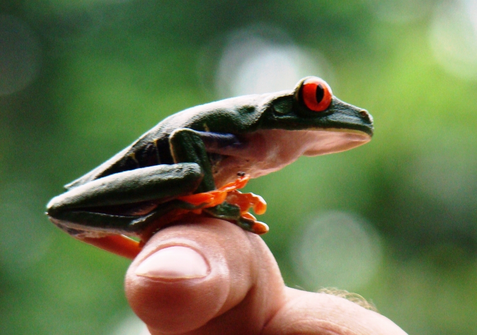 Alam margasatwa paruh katak