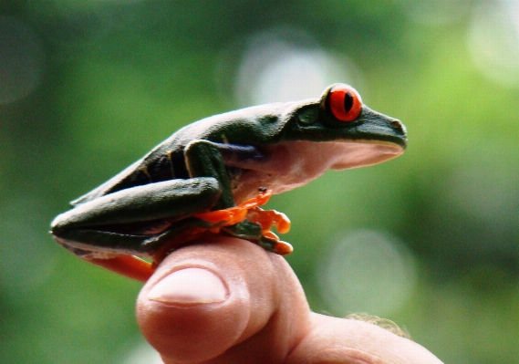 Photo Nature faune le bec grenouille