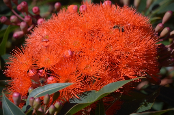 Nature plant flower green Photo