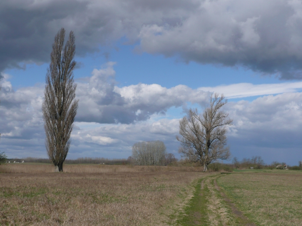 Landscape tree nature grass