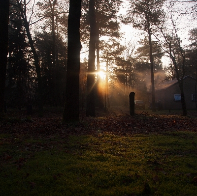 Foto Paisagem árvore natureza floresta