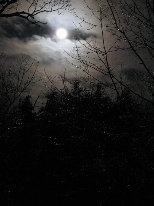 Branch winter light cloud