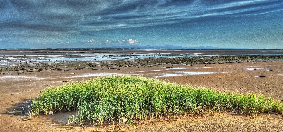 Beach sea coast grass