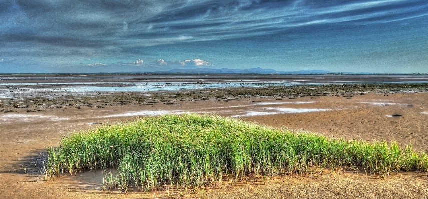 Beach sea coast grass Photo