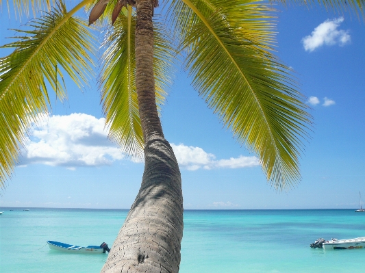 Beach sea tree ocean Photo