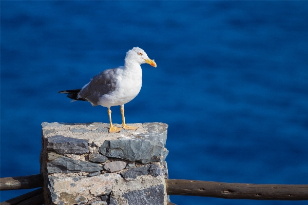 Sea nature bird wing Photo