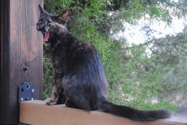 Foto Animale carino domestico gattino