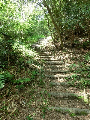 Tree nature forest path Photo