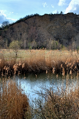 Landscape tree water nature Photo