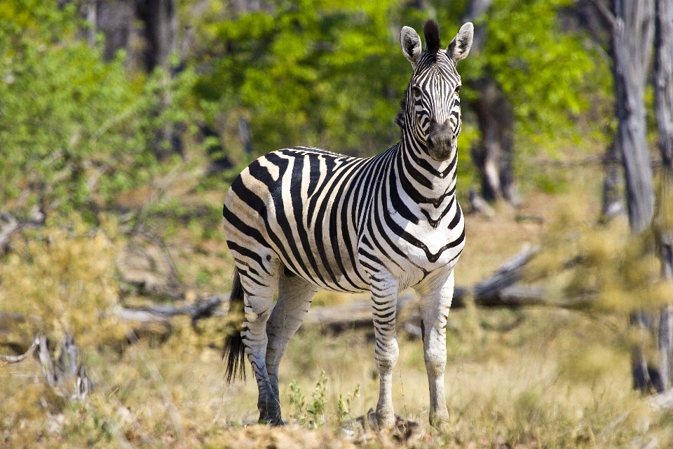 Aventura fauna silvestre zoo África