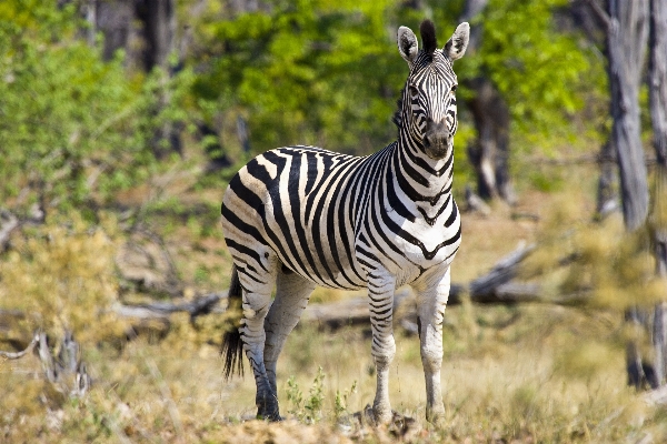 Adventure wildlife zoo africa Photo