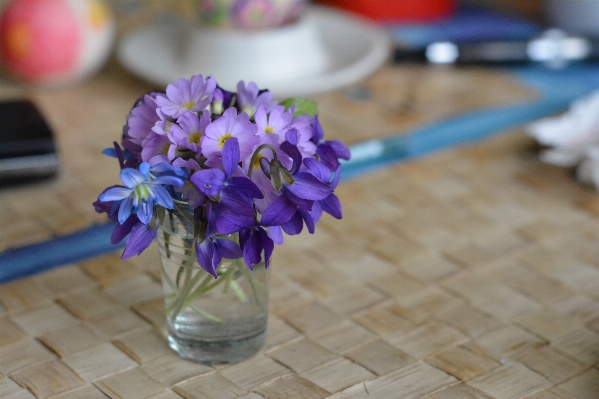 Plant flower purple petal Photo