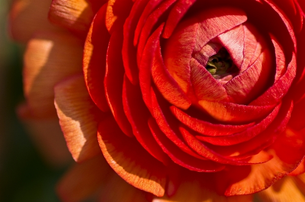 Blossom plant flower petal Photo