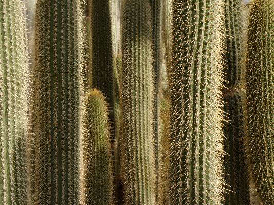 Forest grass prickly cactus Photo