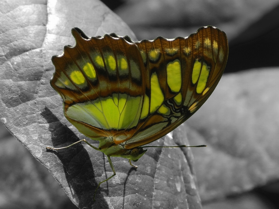 Nature wing photography leaf