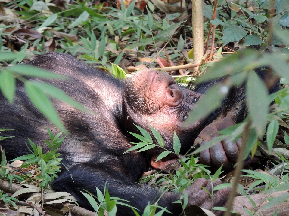 Nature forest animal wildlife