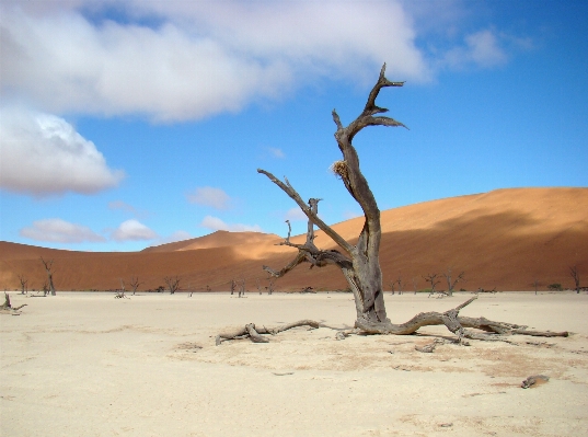 Beach landscape sea tree Photo