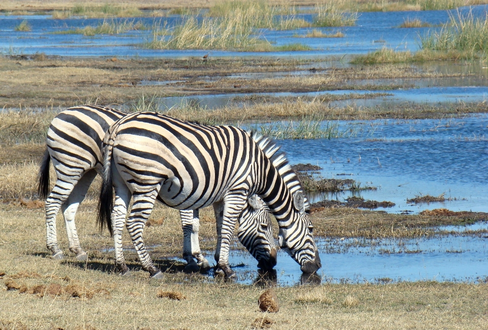 Pradera
 aventura animal fauna silvestre