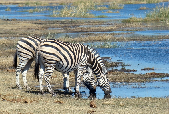 Prairie adventure animal wildlife Photo